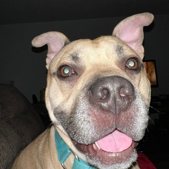 Meet your Posher, Cody - Picture 1 of 1